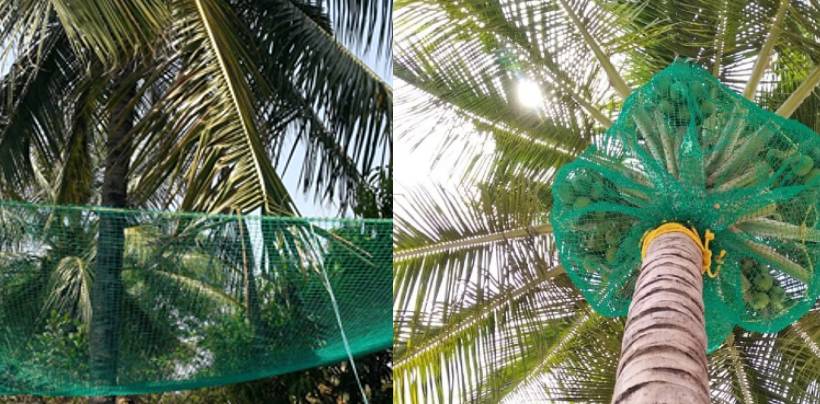 Coconut Tree Safety Nets Fixing | Call 7674073288 for Fall Arrest Nets Fixing
